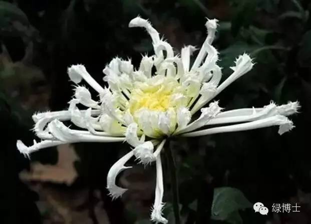 菊花的品种有哪些类型（你认识几种菊花？秋日赏菊秘籍来啦！）