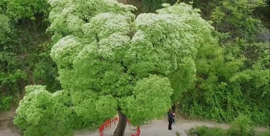 真正降龙木树出自何地方（延年益寿的神树——降龙木）